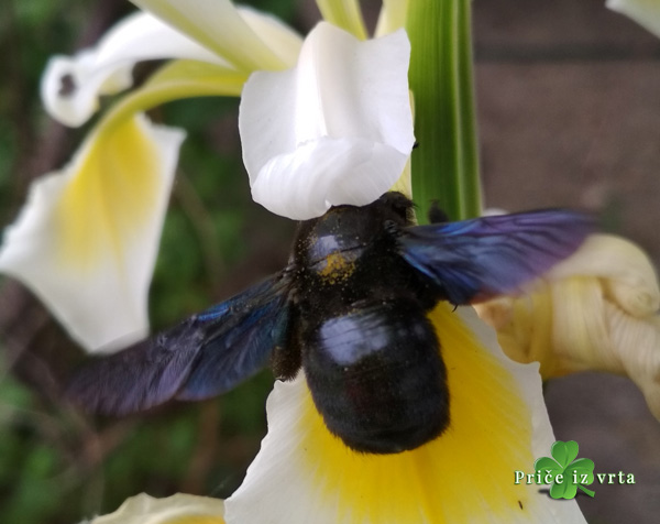 Korisni insekti u vrtu