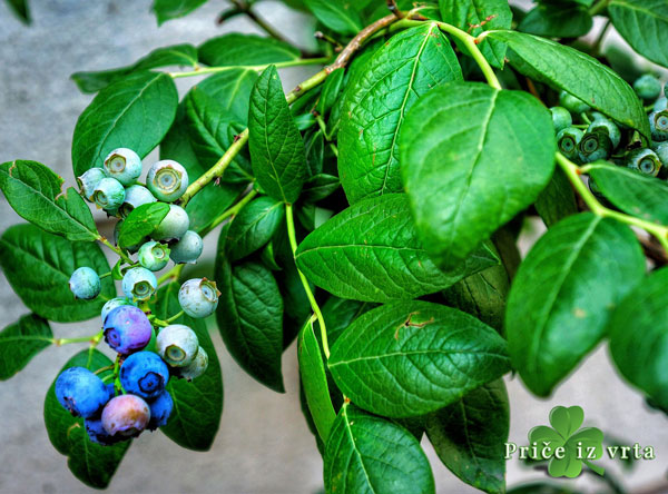 visokozbunasta borovnica (Vaccinium corymbosum) 