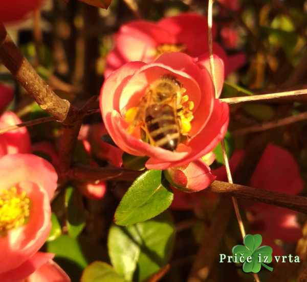 Japanska dunja (Chaenomeles japonica)