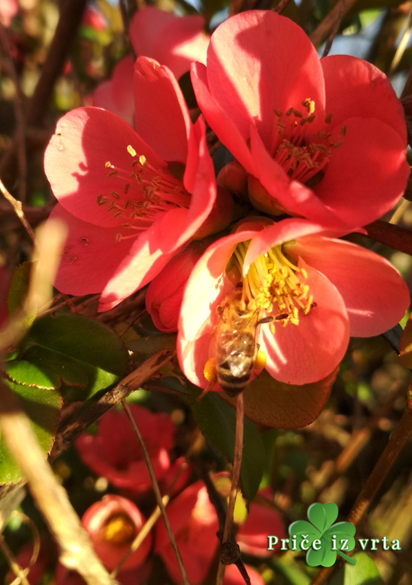 Japanska dunja (Chaenomeles japonica) briga