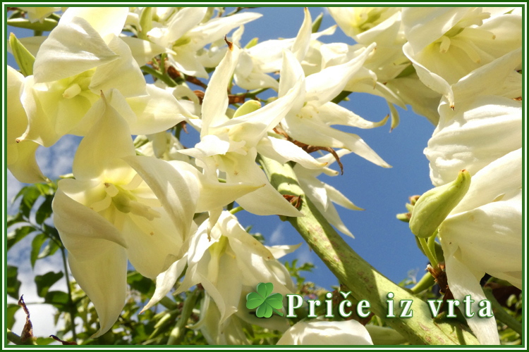 Juka (Yucca Filamentosa) - sadnja i uzgoj