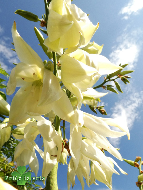 Juka (Yucca Filamentosa) drvo zivota - sadnja i uzgoj